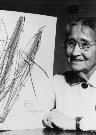 Agnes Chase with herbarium specimen | Smithsonian Institution Archives, Agnes Chase, Record Unit 95, Negative # SIA2009-4226 and SA-1289