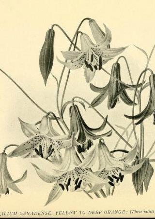 Lilium canadense | Lilies for English Gardens: A Guide for Amateurs, 1901, Biodiversity Heritage Library