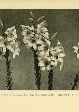 Lilium candidum: White, (Four inches across) The Best Garden Form | Lilies for English Gardens: A Guide for Amateurs, 1901, Biodiversity Heritage Library