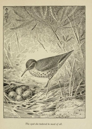 Bird with nest: "The spot she teetered to most of all." | Bird Stories, 1921, Biodiversity Heritage Library