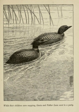 Loons swimming: "While their children were napping, Gavia and Father Loon went to a party." | Bird Stories, 1921, Biodiversity Heritage Library