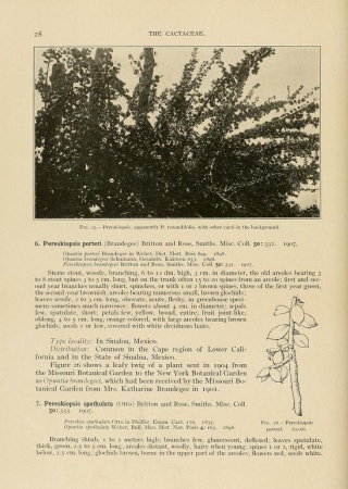 The Cactaceae: descriptions and illustrations of plants of the cactus family by N. L. Britton and J. N. Rose, page citing Katharine Brandegee, line drawing shows a plant she received | archive.org