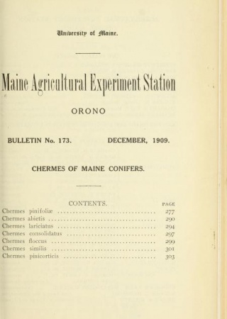 Chermes of Maine conifers