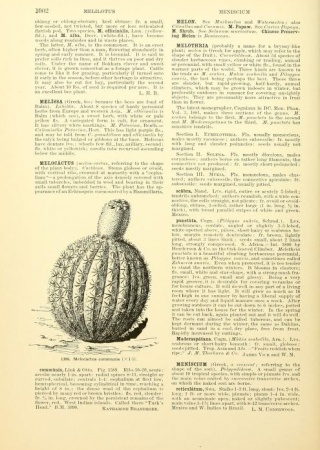Katharine's work cited in L.H. Bailey's work, Melocactus communis | Cyclopedia of American Horticulture, vol. 4, 1906, Biodiversity Heritage Library Biodiversity Heritage Library