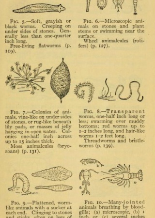 Water Plants and Animals | Field Book of Ponds and Streams: An Introduction to the Life of Fresh Water, 1930, Biodiversity Heritage Library