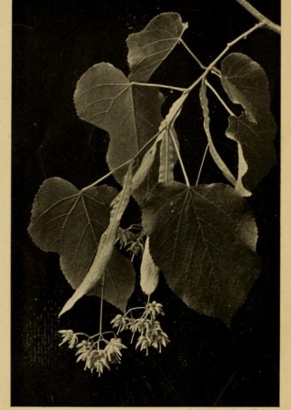 Basswood Blossom | How to Keep Bees: A Handbook for the Use of Beginners, 1905, Biodiversity Heritage Library