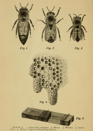 Queen bee, drone, worker, queen cells, Miller's cage | How to Keep Bees: A Handbook for the Use of Beginners, 1905, Biodiversity Heritage Library