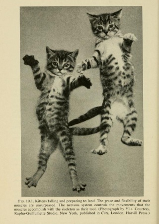 Kittens falling and preparing to land | Kinships of Animals and Man: A  Textbook of Animal Biology, 1955, Biodiversity Heritage Library | Early  Women in Science