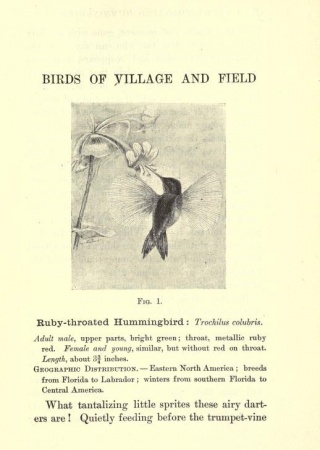 Ruby-throated Hummingbird | Birds of Village and Field: A Bird Book for Beginners, 1898, Biodiversity Heritage Library