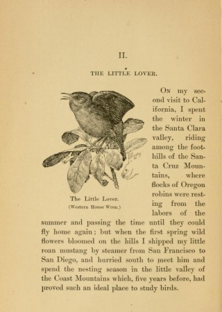 The Little Lover (Western House Wren) | A-Birding on a Bronco, 1896, Biodiversity Heritage Library