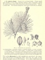 Gymnosperms, figure of Scotch Pine | Bergens Botany: Key and Flora, 1901 , Biodiversity Heritage Library