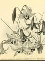 Lilium canadense | Lilies for English Gardens: A Guide for Amateurs, 1901, Biodiversity Heritage Library