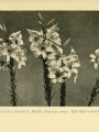 Lilium candidum: White, (Four inches across) The Best Garden Form | Lilies for English Gardens: A Guide for Amateurs, 1901, Biodiversity Heritage Library