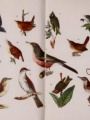 Plate I, various birds | Birdcraft : A Field Book of Two Hundred Song, Game, and Water Birds, 1895, Biodiversity Heritage Library