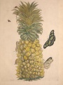 Plant with insects | Maria Sybilla Meriaen Over de voortteeling en wonderbaerlyke veranderingen der Surinaemsche insecten, 1730, Biodiversity Heritage Library