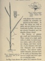Grass plant and complete flower | First Book of Grasses, 1922, Biodiversity Heritage Library