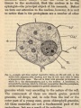 A single cell from typical vegetative tissue | Botany: Or, The Modern Study of Plants, 1912, Biodiversity Heritage Library