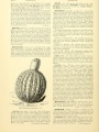 Katharine's work cited in L.H. Bailey's work, Melocactus communis | Cyclopedia of American Horticulture, vol. 4, 1906, Biodiversity Heritage Library Biodiversity Heritage Library