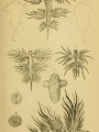Various molluscous animals | Figures of Molluscous Animals, Selected from Various Authors, Etched for the Use of Students by Maria Emma Gray, vol. 3, 1859, Biodiversity Heritage Library